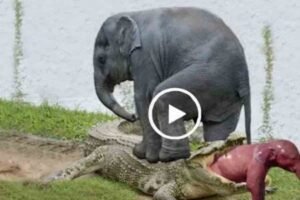 Video:मां हाथी ने आपने बच्चे को बचाने के लिए अपनी जान जो’खि’म में डालकर मगरमच्छ से की ल’ड़ा’ई ,देखिए क्या हुवा आगे
