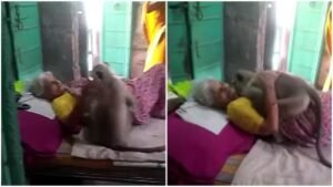 बिस्तर पर लेटी बीमार दादी मां को देखने आया बंदर, दादी मां रोज देती थी बंदर को रोटी, भावुक कर देगा ये वीडियो