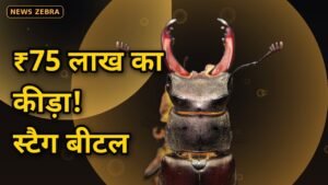 स्टैग बीटल, दुनिया का सबसे महंगा कीड़ा, ₹75 लाख का रहस्य जानिए, 1999 में टोक्यो में बिका था रिकॉर्ड दाम पर