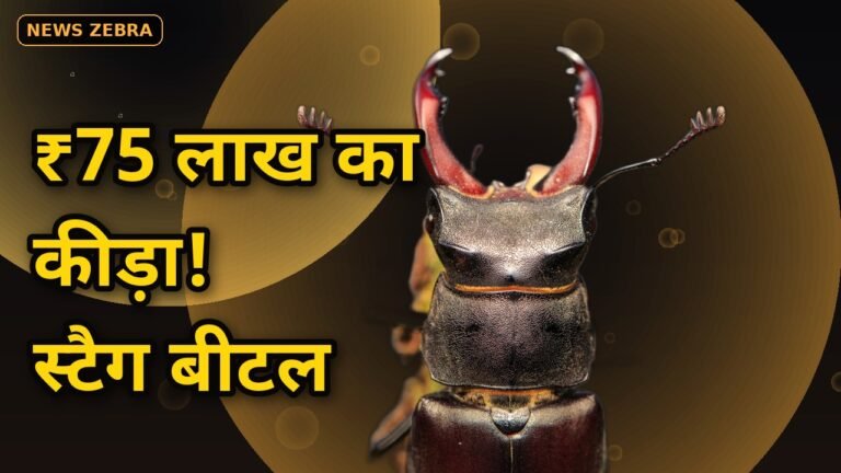 स्टैग बीटल, दुनिया का सबसे महंगा कीड़ा, ₹75 लाख का रहस्य जानिए, 1999 में टोक्यो में बिका था रिकॉर्ड दाम पर