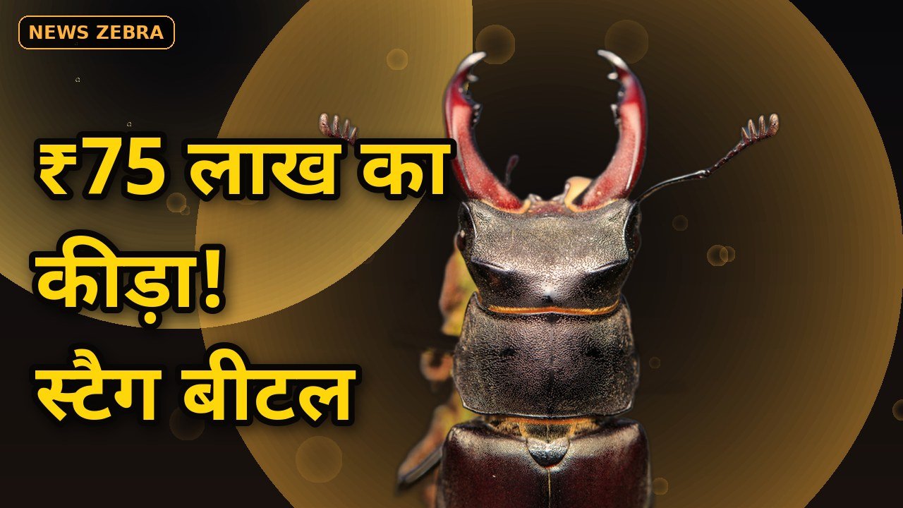 स्टैग बीटल, दुनिया का सबसे महंगा कीड़ा, ₹75 लाख का रहस्य जानिए, 1999 में टोक्यो में बिका था रिकॉर्ड दाम पर